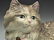Cast Iron Reclining Persian Cat Doorstop. - 2