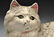 Cast Iron Reclining Persian Cat Doorstop. - 2