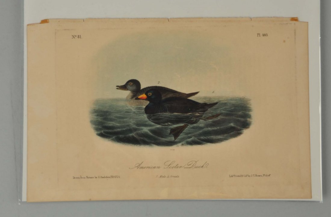 Audubon American Duck. (1 of 5)