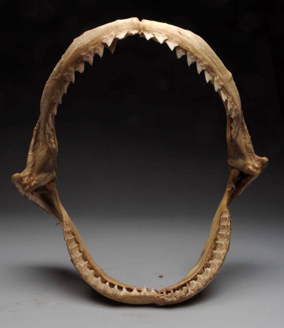 Shark Jaw. (1 of 3)