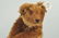 Four Button-in-Ear Steiff Brand Collectibles. - 3