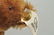 Four Button-in-Ear Steiff Brand Collectibles. - 4