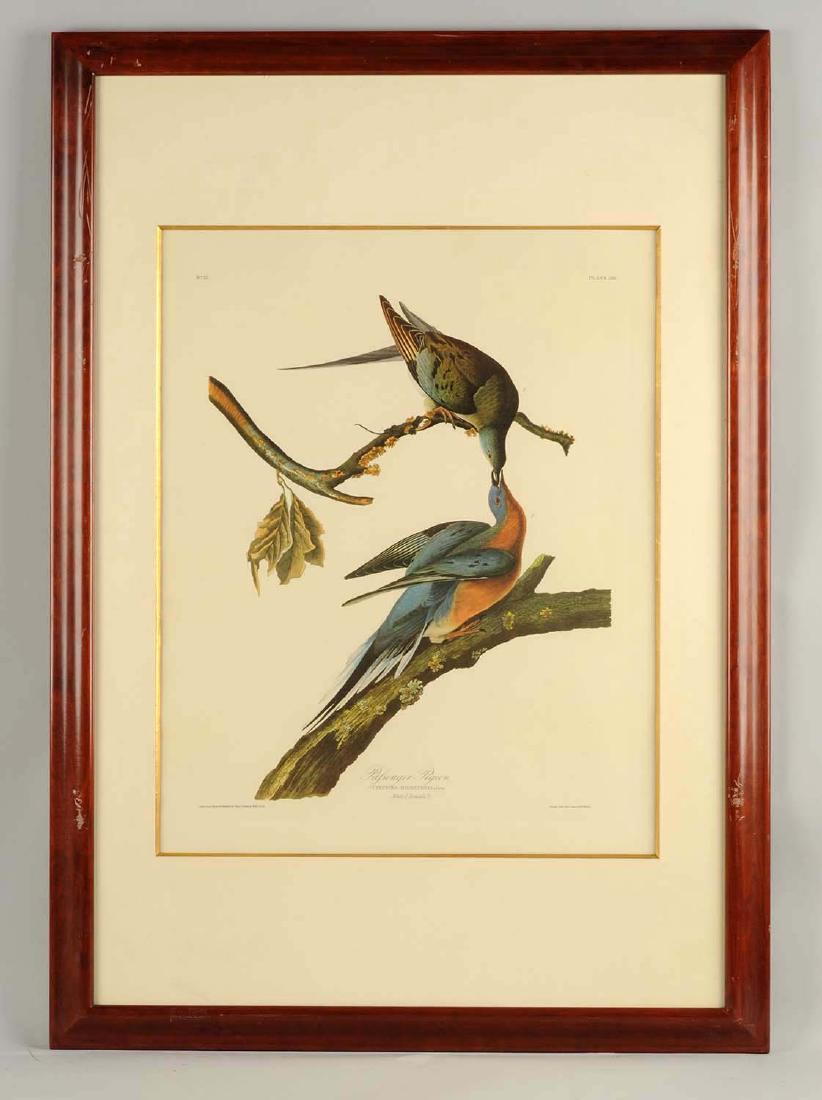 Audobon Passenger Pigeon. (1 of 7)