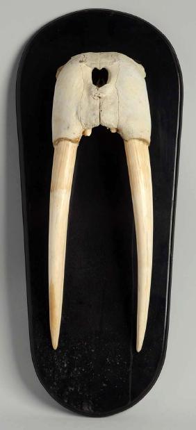 Impressive Alaskan Carved Ivory Walrus Tusk with Eskimo : Lot 0178