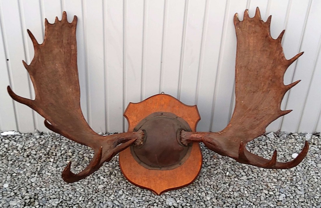 Mounted Moose Rack: Mounted Moose Rack
