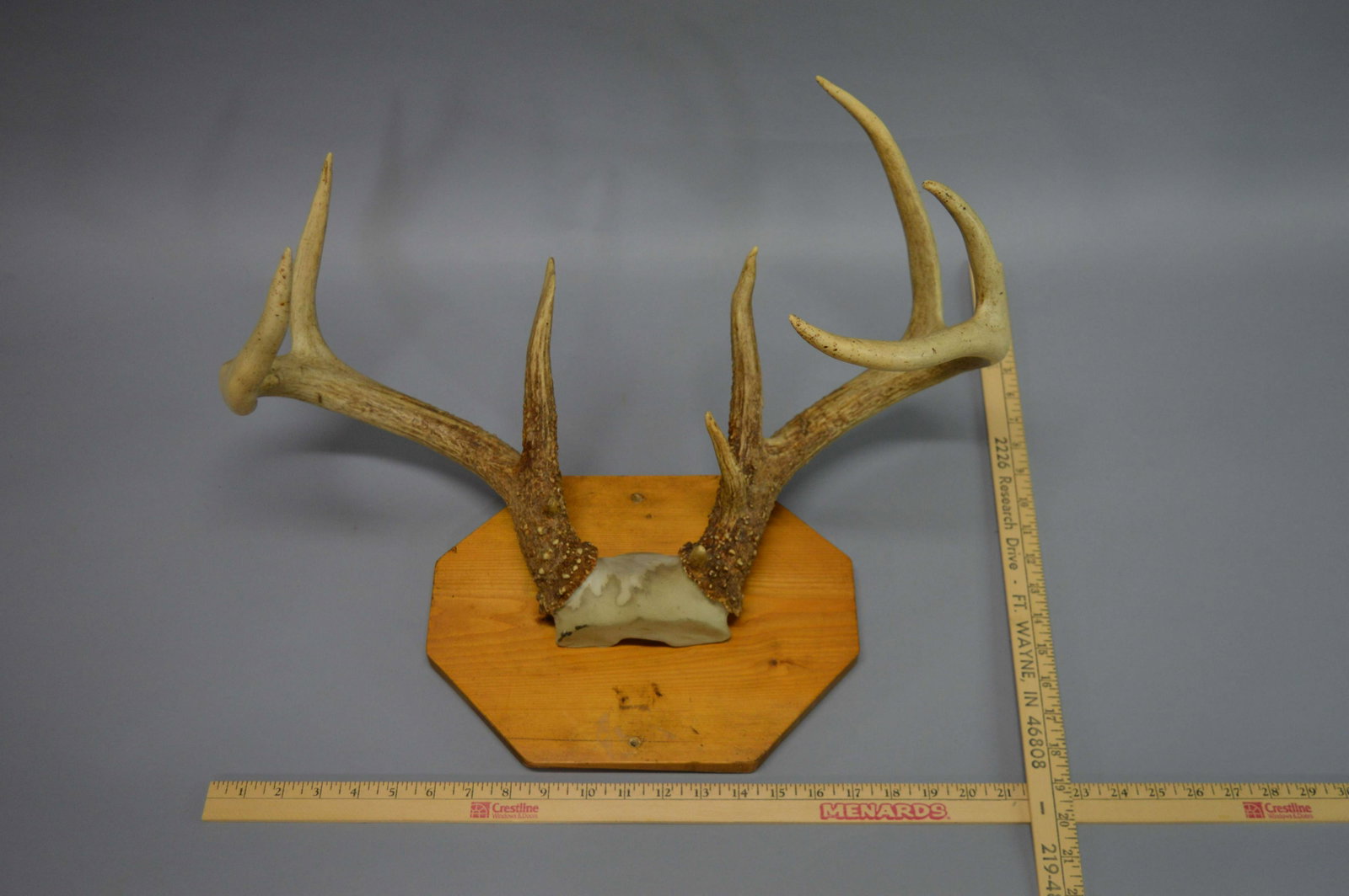 Pair of Mounted Antlers: Pair of Mounted Antlers