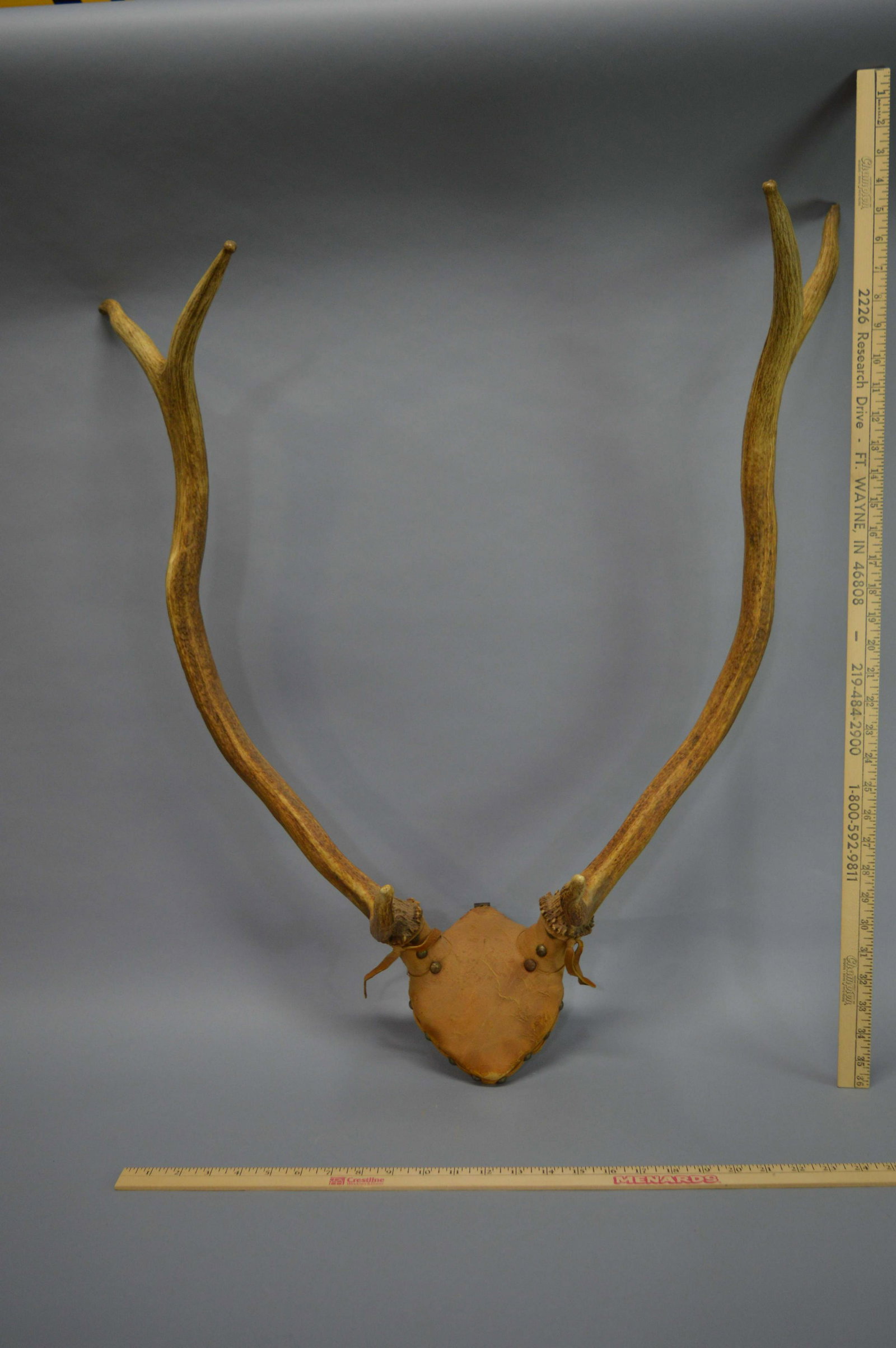 Pair of Mounted Antlers: Pair of Mounted Antlers