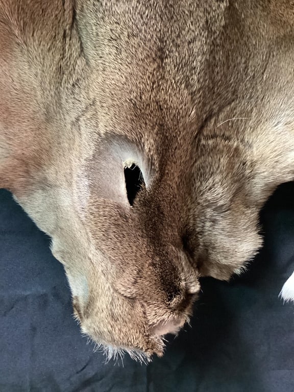 Deer Hide - 11