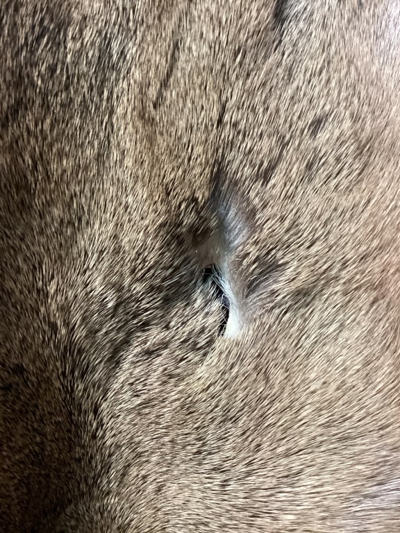 Deer Hide - 12