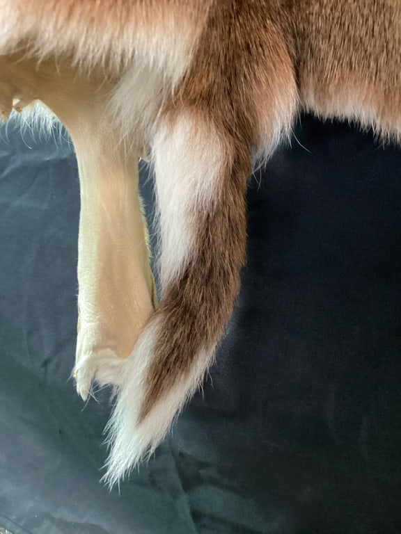 Deer Hide - 3