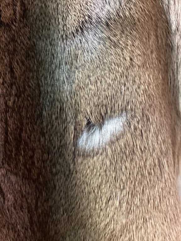 Deer Hide - 4