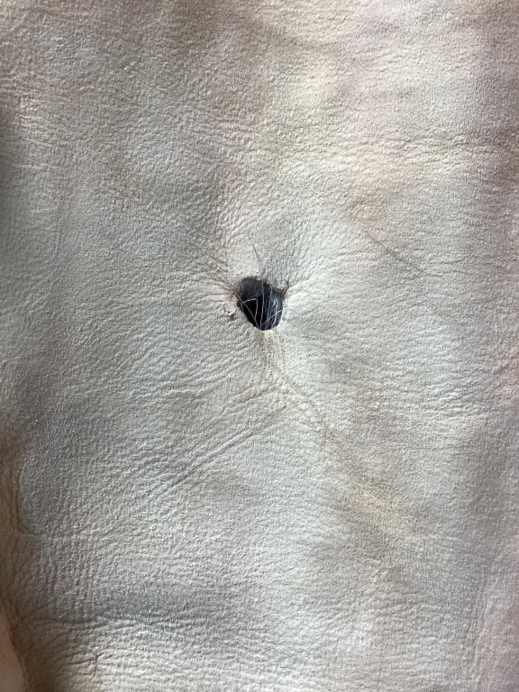 Deer Hide - 6