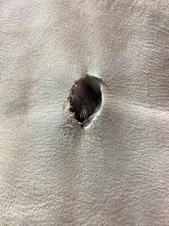 Deer Hide - 7