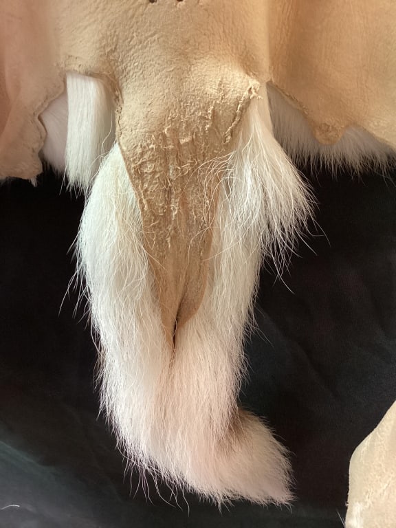 Deer Hide - 9