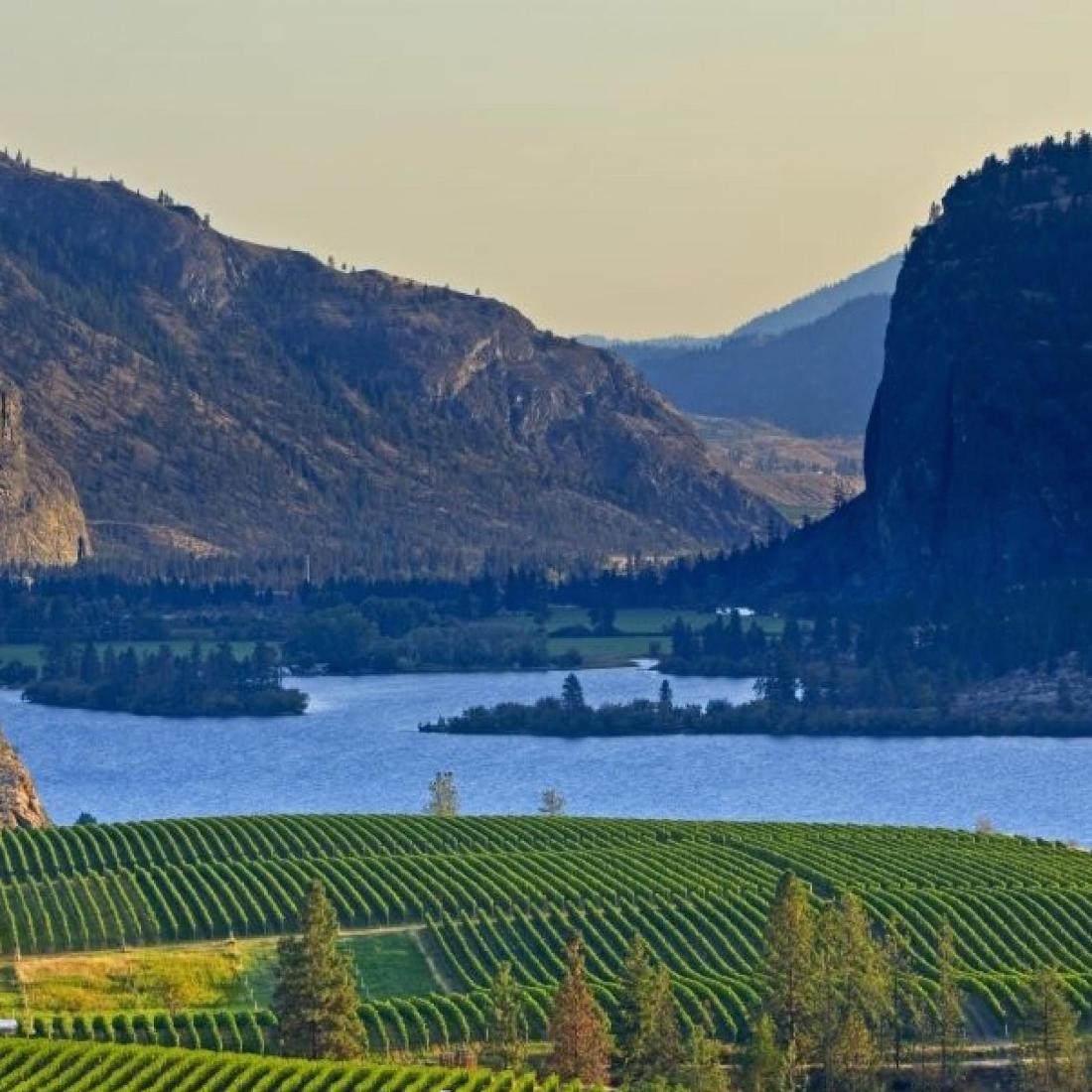 1996, 1997, 1999, 2002 & 2004 Whitehall Lane Winery (1 of 1)