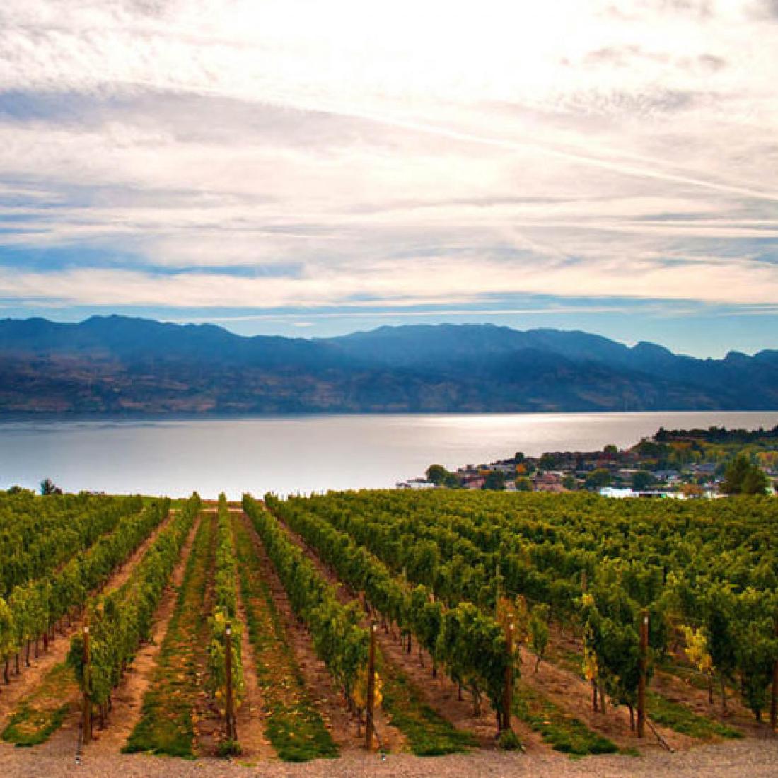 1986 & 1990 Meursault (1 of 1)