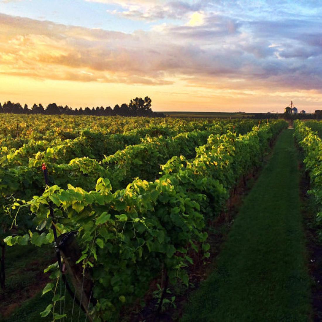Super Oregon Pinot Noir: Vintage 1999, Beaux Freres, Beaux Freres Vineyard, Yamhill County, 0.5cm (1 750 ml) Vintage 2000, Belles Soeurs, Shea Vineyard, Willamette Valley, 1cm (1 750 ml) Vintage 2004, Sineann, Schindler Viney