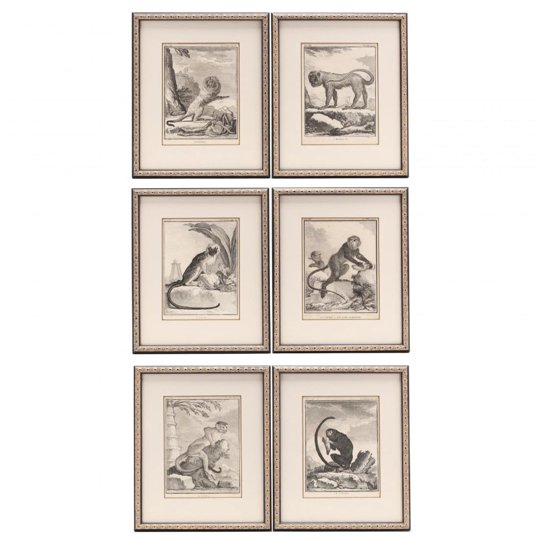 Group of (6) Primate Engravings from Buffon's Histoire: many after Jacques Eustache de Seve (French, 1790-1830), to include "La Guenon Ã Nex Blanc ProÃ©minent," "L'Alouatte," "Le Pinche," "Le SaÃ¯miri," "Le Tamarin," and "Le Marikina," presented in 