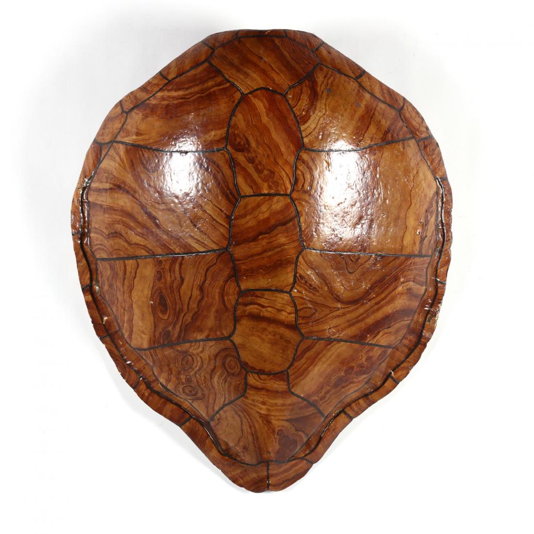 Painted Wall Mount Faux Sea Turtle Shell (1 of 3)