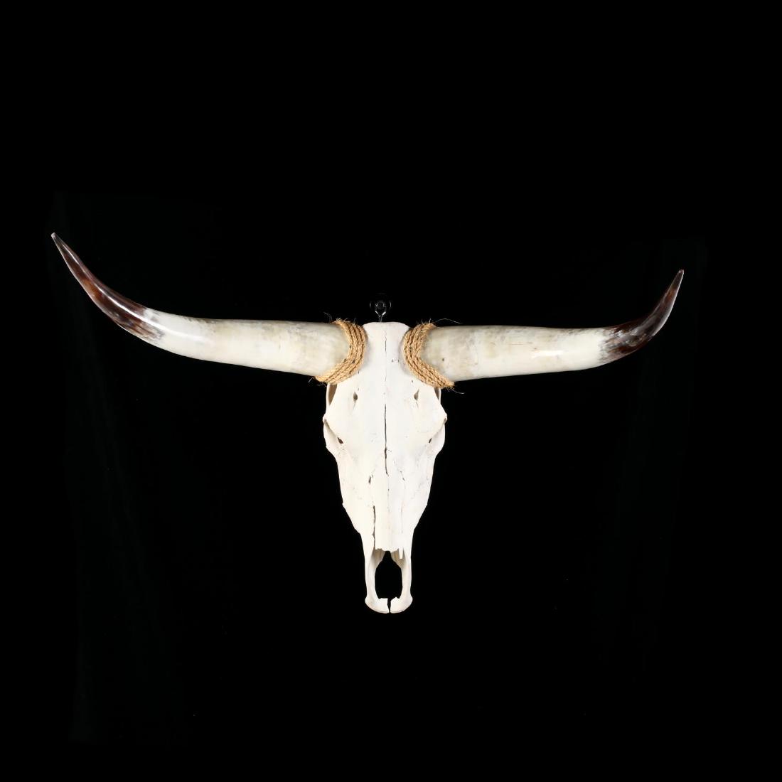 Wall Mount Longhorn Steer Skull and Horns (1 of 4)