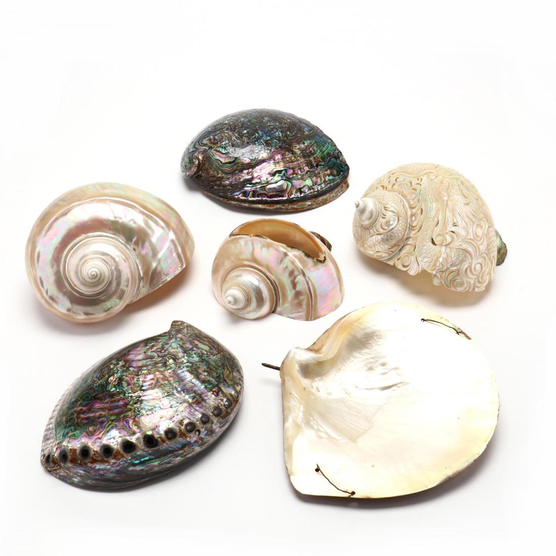 Group of Decorative Seashells: to include two abalone shells, carved shell with reticulated dragon motif, two polished shells, and a large half shell, with metal wire mounts. Half shell 7.5 x 8 in. The Estate of Mary Gorham Bynum o