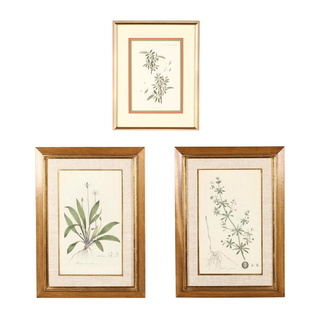 Three Framed Botanical Prints