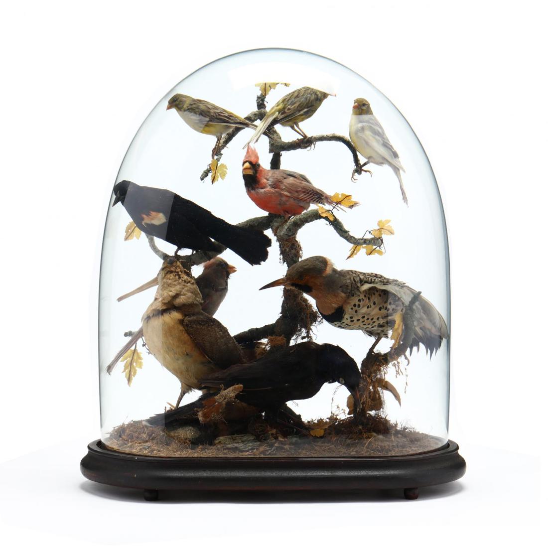 Antique Taxidermy Bird Diorama: Antique Taxidermy Bird Diorama late 19th century, oval form display with original glass cover and ebonized wood plinth showcasing nine North American birds on a grassy floor and tree branches with sil