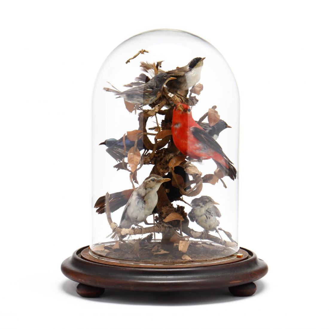 Antique Taxidermy Bird Diorama: Antique Taxidermy Bird Diorama late 19th or early 20th century, nine various North American birds mounted to a natural branch with silk leaves, with a later glass cloche. DOA 14 x 11 in. diameter. Fro