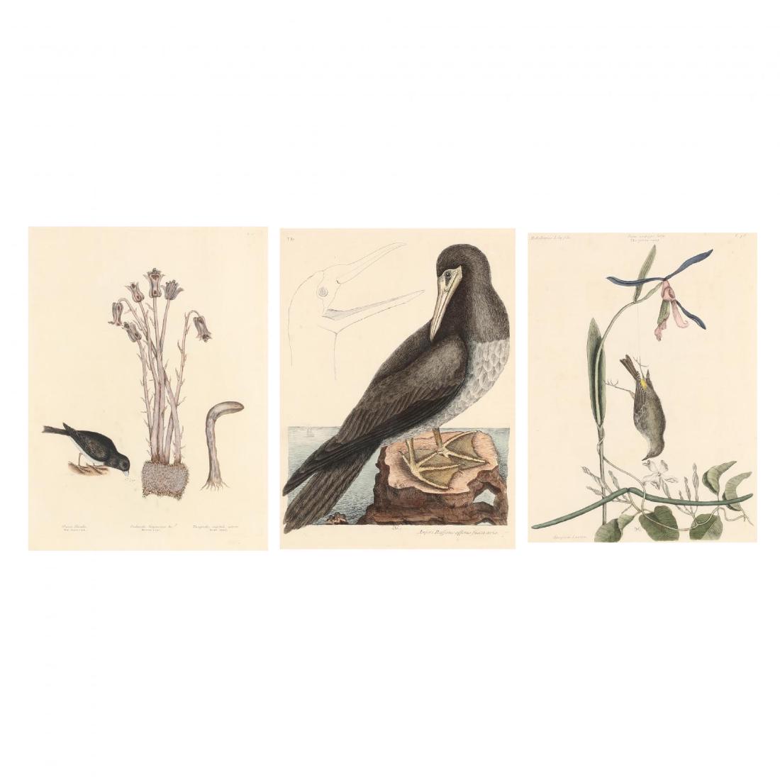 Mark Catesby (British, 1679-1749), Three Prints from: Mark Catesby (British, 1679-1749), Three Prints from The Natural History of Carolina, Florida and the Bahama Islandshand-colored engravings on laid paper, 18th century, to include "Brown Booby," "The