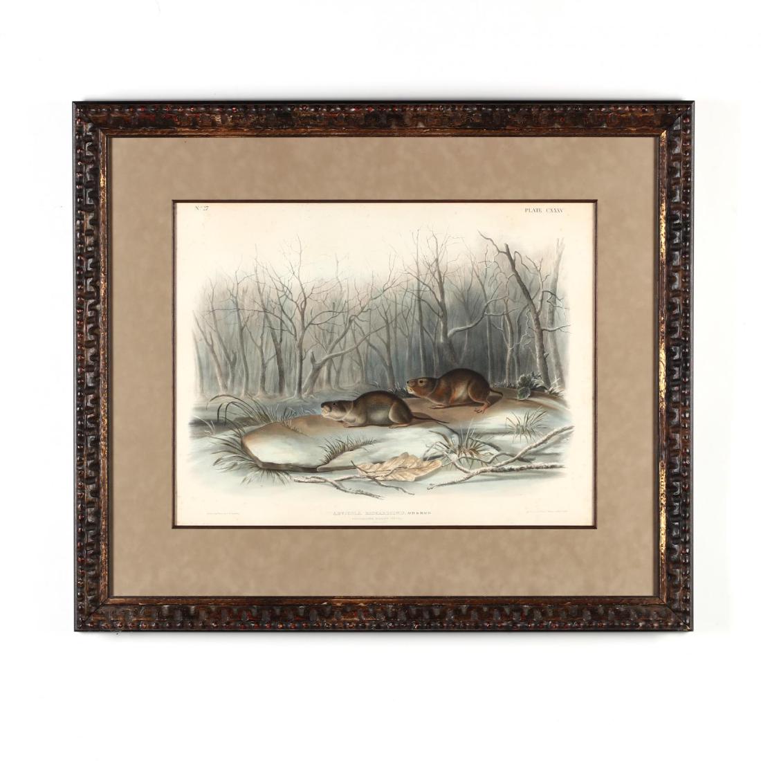 after John James Audubon (American, 1785-1851), Meadow: after John James Audubon (American, 1785-1851), Meadow Mouse hand-colored lithograph, circa 1840s, Imperial Folio, Plate CXXXV from The Viviparous Quadrupeds of North America, published by J. T. Bowen
