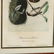 after John James Audubon (American, 1785‰ÛÒ1851), Two - 3