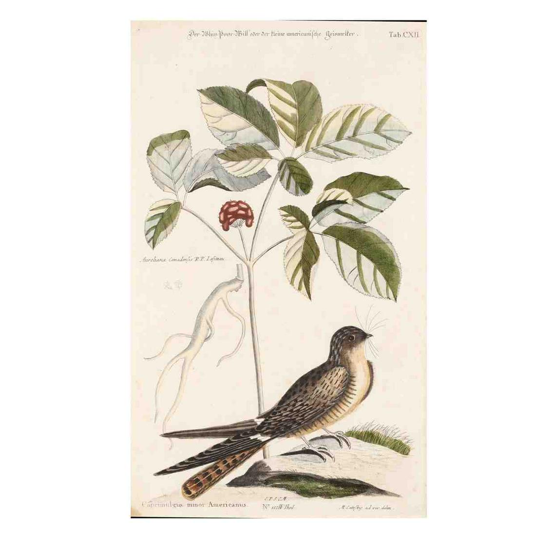 after Mark Catesby (British, 1679-1749), Caprimulgus: after Mark Catesby (British, 1679-1749), Caprimulgus Minor Americanus (Whip-poor-Will)hand-colored engraving on laid paper, 18th century, from a Johann Michael Seligmann text, matted and framed. DOA 2