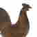item-80596542=2