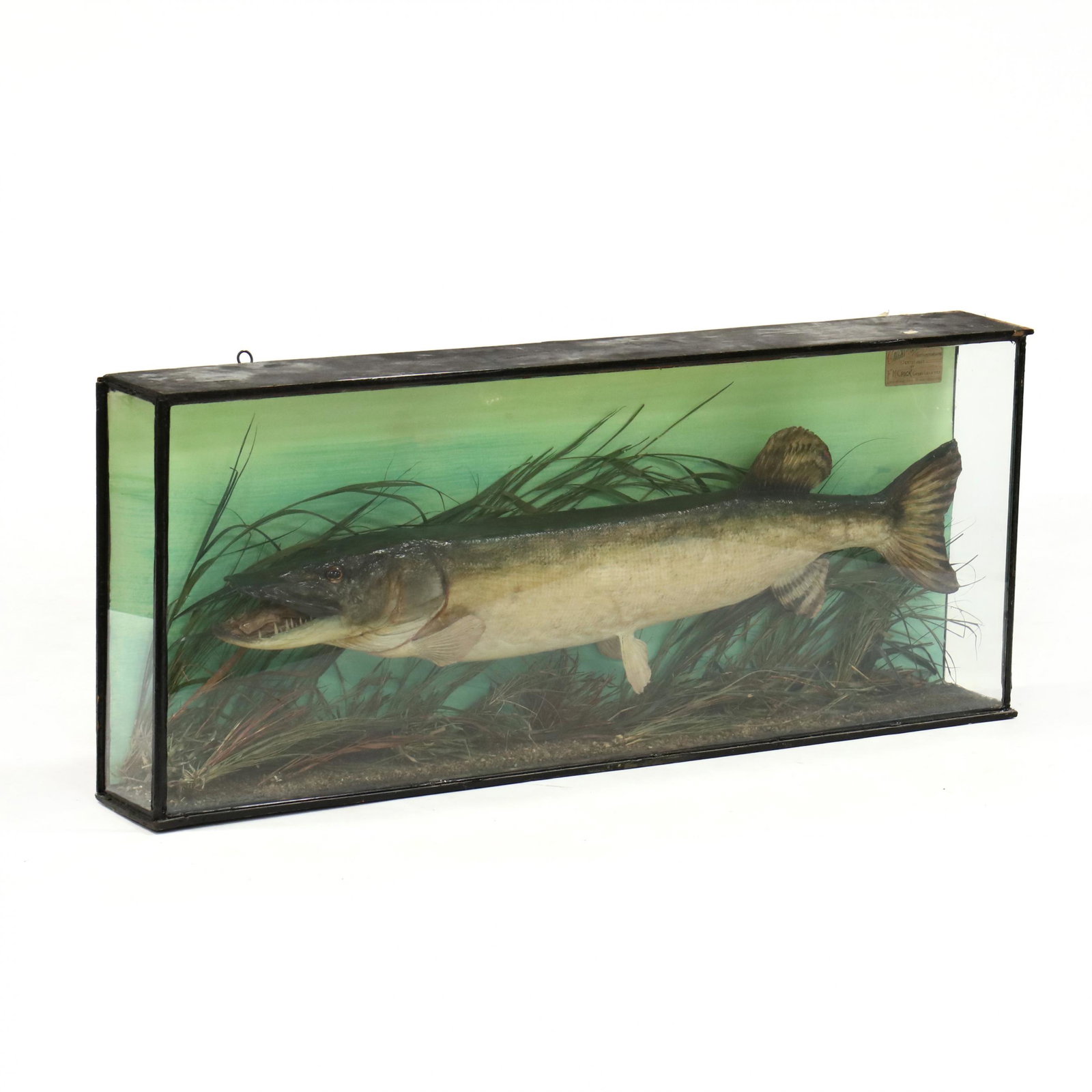 Victorian Fish Diorama of a Pike: Victorian Fish Diorama of a Pike late 19th century, wood and glass case with natural and painted surround, the upper right plaque reading "Caught at Naseby Reservoir, Northamptonshire, Oct. 1st, 1893,