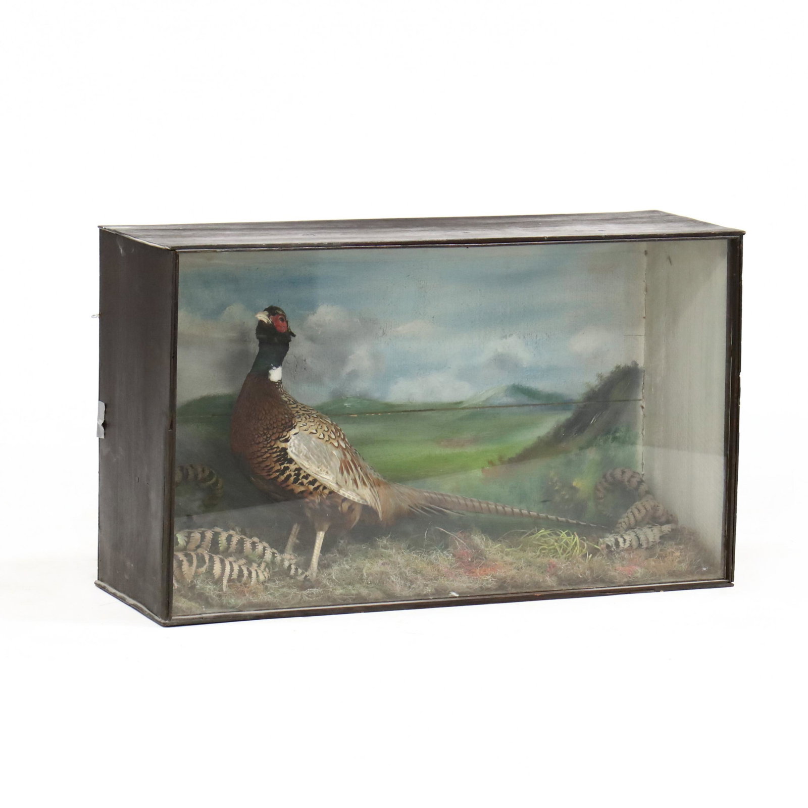 Victorian Pheasant Diroama: Victorian Pheasant Diroama late 19th century, wood and glass case with taxidermy pheasant. 20 x 33 x 11.5 in. Private Collection, Rome, GA Additional high-resolution photos are available at LelandLitt