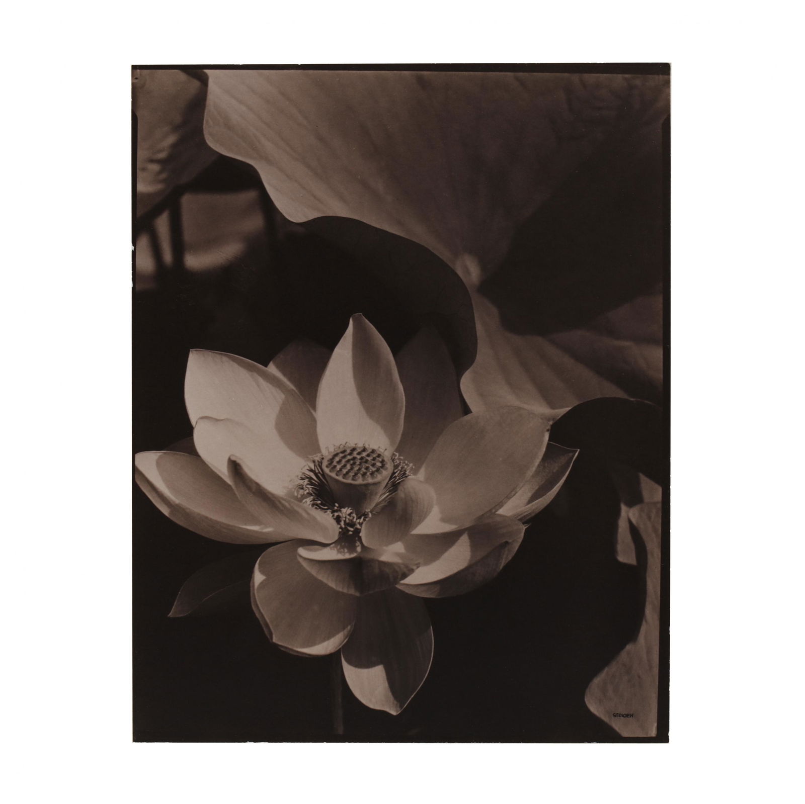 Edward Steichen (American, 1879â€“1973), Lotus, Mt.: Edward Steichen (American, 1879â€“1973), Lotus, Mt. Kisco, New Yorkgelatin silver print (on later mount), appears to have been printed 1920s/30s, with ink inscription "Steichen" at lower right (p