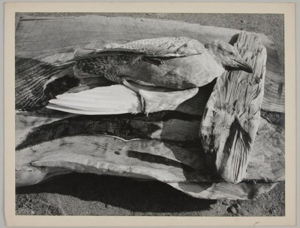 Minor White (American, b. MN, 1908 - 1976),