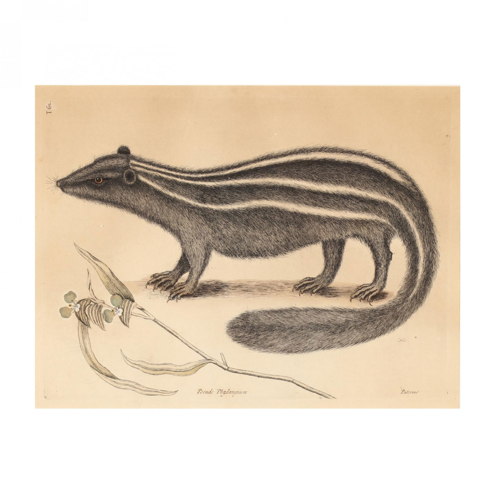 Mark Catesby (British, 1679â€“1749), Pseudo Phalangium: Mark Catesby (British, 1679â€“1749), Pseudo Phalangium (Polecat)hand-colored engraving on laid paper, from The Natural History of Carolina, Florida and the Bahama Islands, monogramed at lower rig