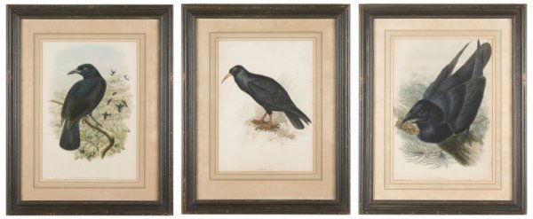 Three Antique Hand-Colored Bird Lithographs,: Three Antique Hand-Colored Bird Lithographs, all 19th c., the first a "Chough" after Edward Lear (British, 1812-1888); the second a "Corvus Corax" after John Gould (British, 1804-1881); and the third