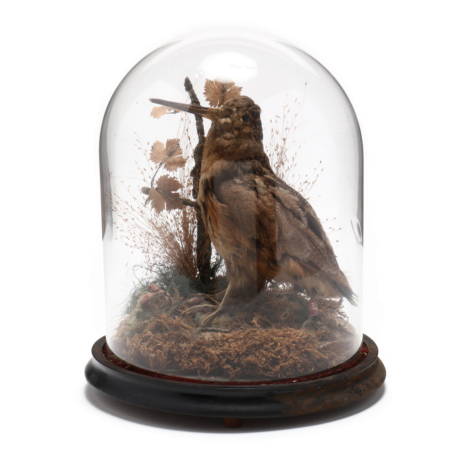 Antique Taxidermy of Snipe with Cloche: Antique Taxidermy of Snipe with Cloche late 19th century, depicting an American Snipe, with dried flora and composition habitat staging, glass cloche with round ebonized plinth. 12 x 9.5 in. From the 