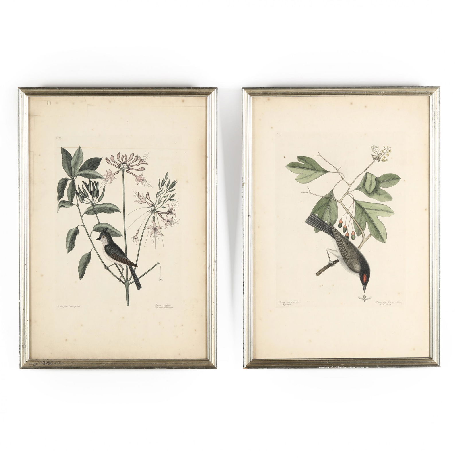 Mark Catesby (British, 1679-1749), Two Prints from The: Mark Catesby (British, 1679-1749), Two Prints from The Natural History of Carolina, Florida and The Bahama Islands, 1731-1743hand-colored etchings, on laid paper, 18th century, to include "Muscicapa C