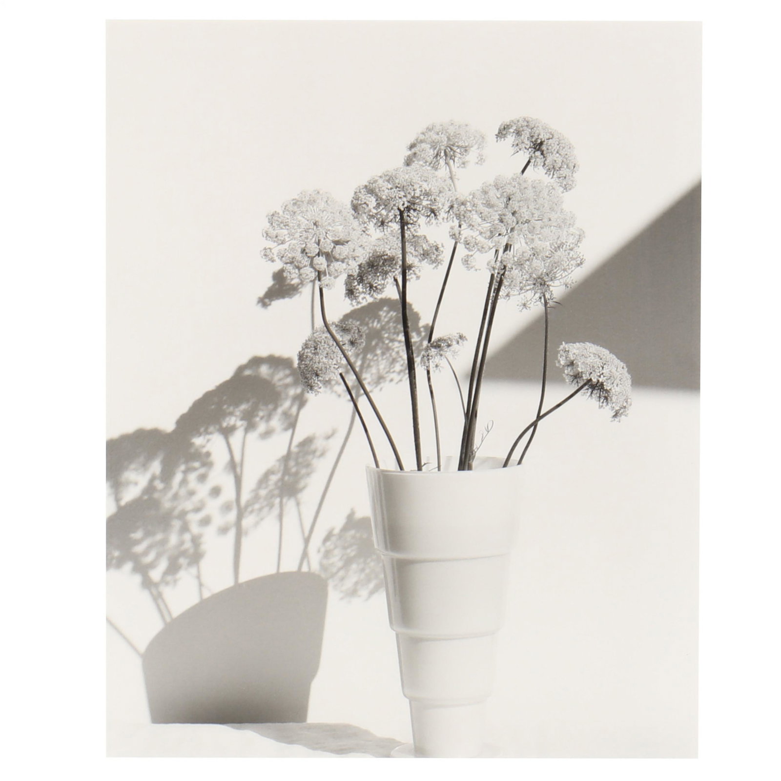 John Hall (NC), Floral Still Life: John Hall (NC), Floral Still Lifeblack-and-white photograph, late 20th/early 21st century, with photographer's name inscribed to framing verso, matted and framed. Frame dimensions 28 x 24 3/4 in. From