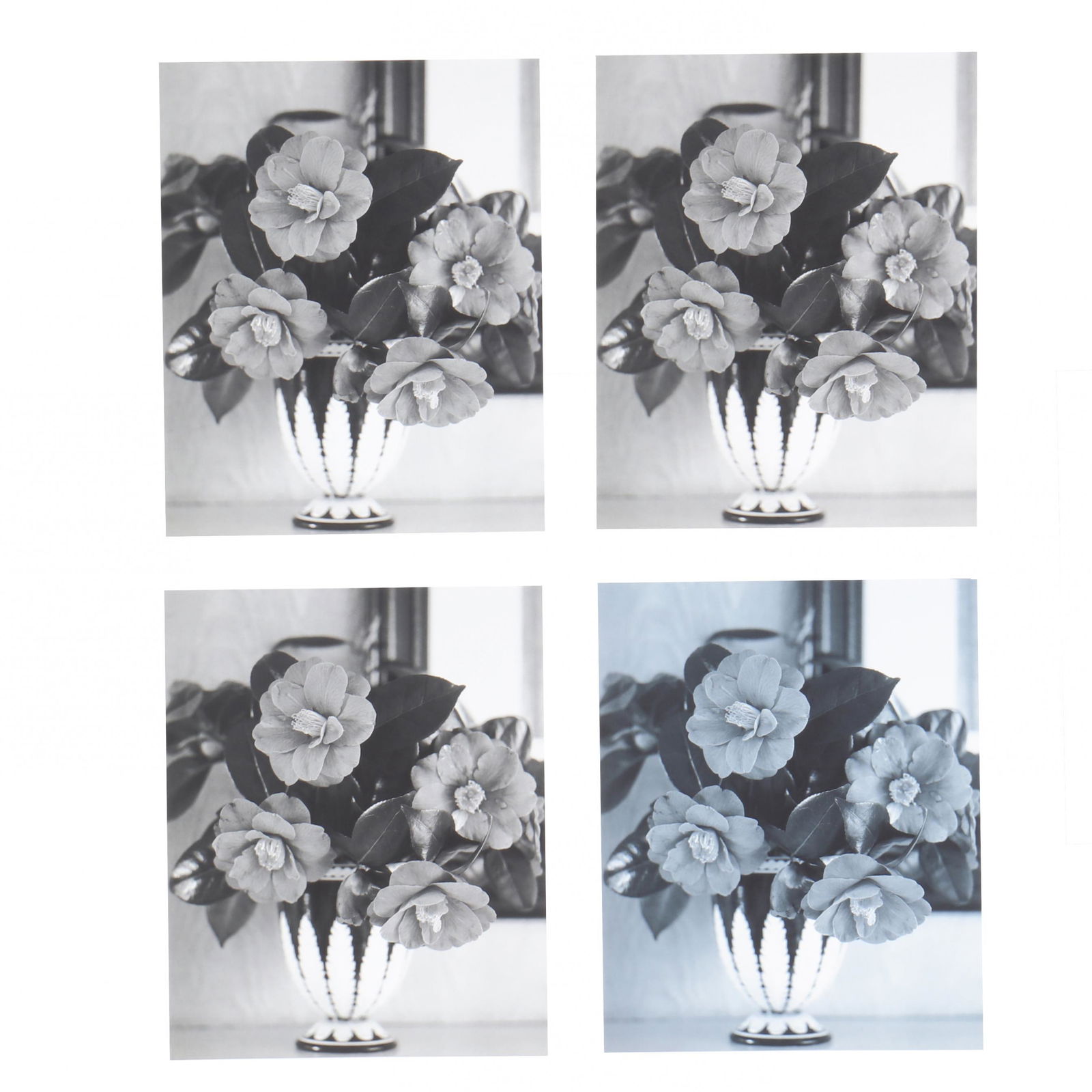 John Hall (NC), Susanna's Camelias (Four Photographs): John Hall (NC), Susanna's Camelias (Four Photographs)to include four prints of Susanna's Camelias, one in blue, each stamped to verso with ink signature and inscription, with full margins, unframed. S