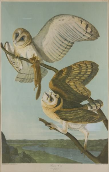 Bien Chromolithograph of Audubon's "Barn Owl": Bien Chromolithograph of Audubon's "Barn Owl" after John James Audubon (1785 - 1851), "Barn Owl," No. 11-1, Plate 34 from "Birds of America" (New York: Julius Bien,1860); behind mat and glass in beade