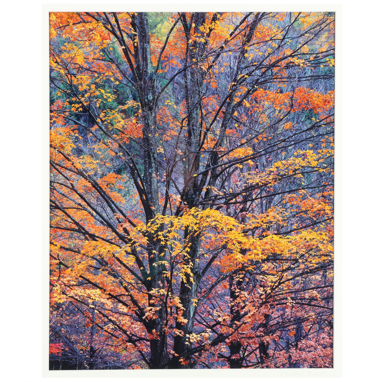 American School Photograph of Autumn Leaves (1 of 3)