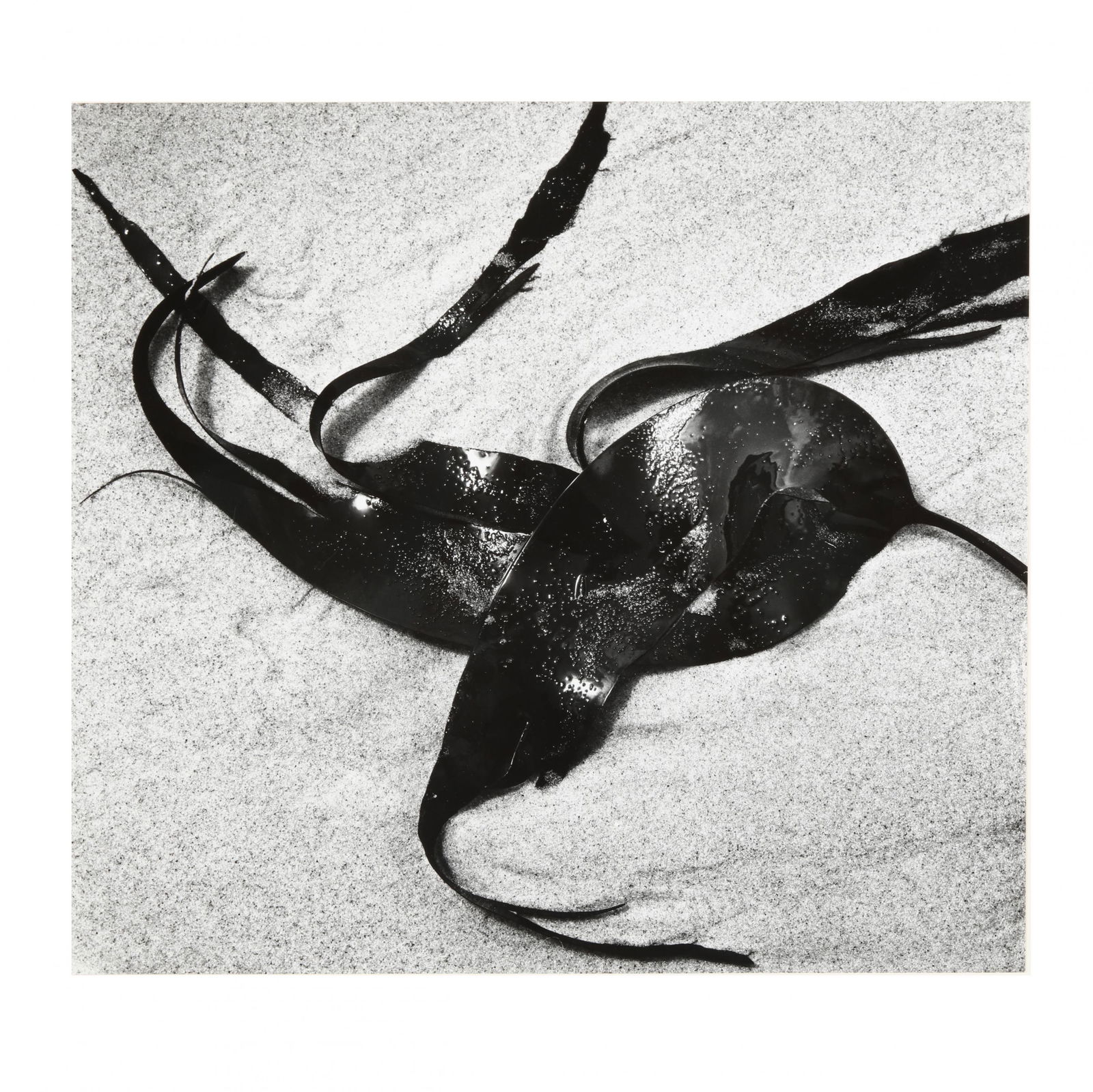 Brett Weston (American, 1911-1993), Kelp (1 of 4)