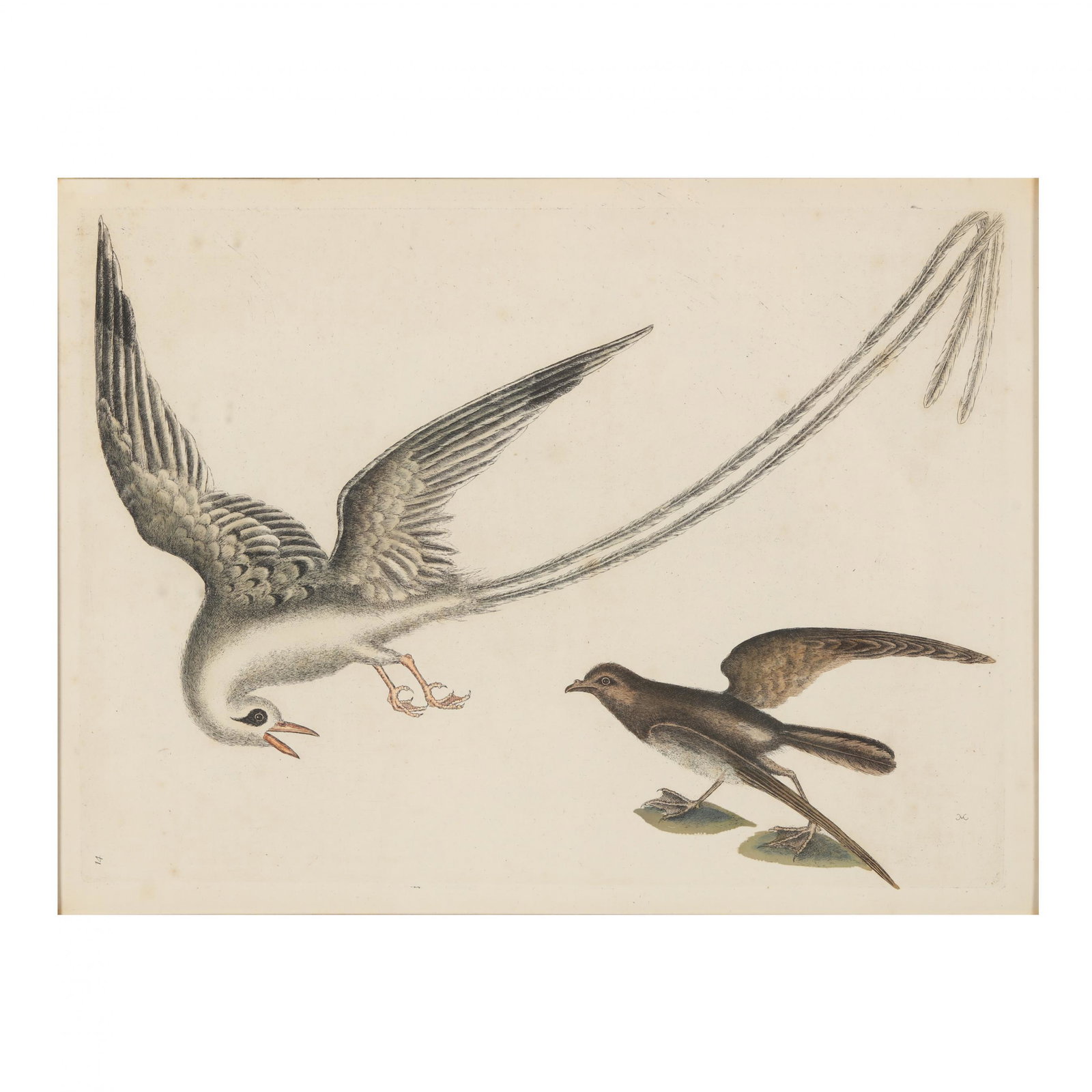 Mark Catesby (British, 1679-1749), Red-billed Tropic Bird and Storm Petrel: Mark Catesby (British, 1679-1749), Red-billed Tropic Bird and Storm Petrelhand-colored etching, on laid paper, 18th century, from The Natural History of Carolina, Florida and The Bahama Islands, 1731-
