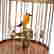 item-129083631=2
