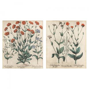 Basilius Besler (German, 1561-1629), Two Botanical Illustrations from Hortus Eystettensis: Basilius Besler (German, 1561-1629), Two Botanical Illustrations from Hortus Eystettensishand-colored engravings, 1613, possibly printed 18th century, to include "...Erica minor flore albo..." and "..