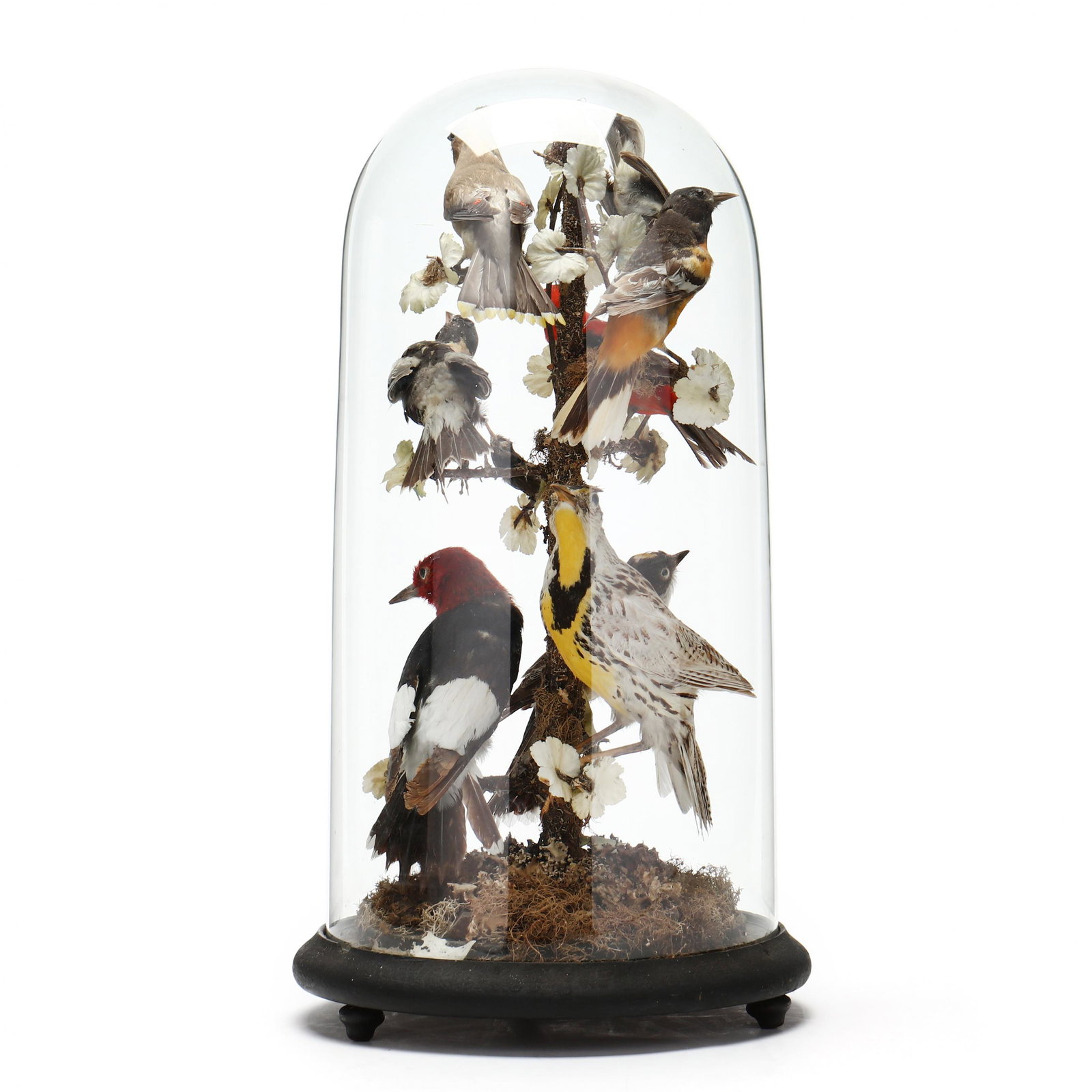A Taxidermy North American Bird Diorama (1 of 10)